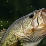 bass fishing