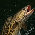 Northern snakehead