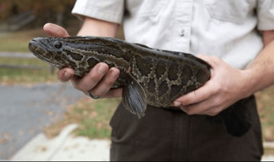 Chesapeake Channa invasive fish 2025