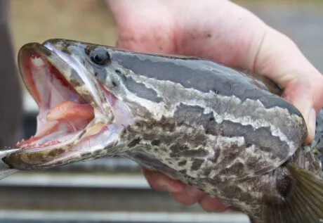 【選抜】P.'SnakeHead'#4(呼称) 中株 Epic Chesapeake Channa (Snakehead) 2025: Rules & Lures