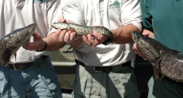 Epic Chesapeake Channa (Snakehead) 2025: Rules & Lures