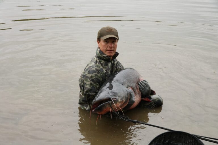 catfish