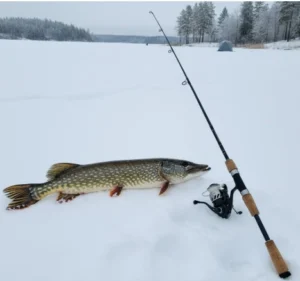 Northern pike lying on snow beside a spinning rod and reel on a frozen lake during winter fishing