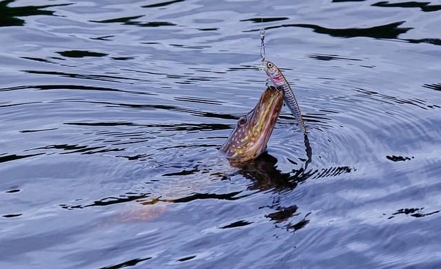 northern pike caught using lure in autumn predator fishing