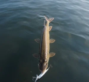 Pike with a silver jerkbait at the surface.