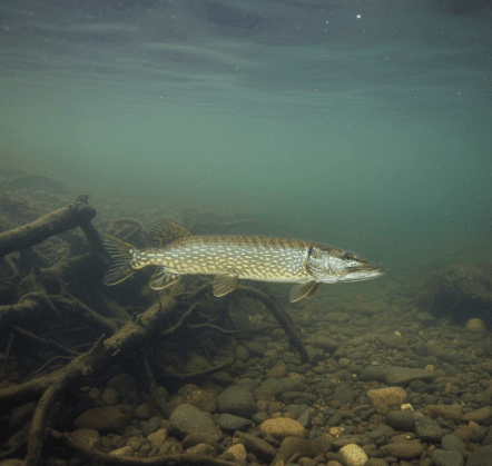 Winter pike in cold, unfrozen river water near a slow-current pocket close to the bottom