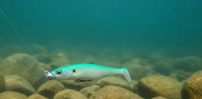 Soft swimbait on jig head standing upright on the bottom