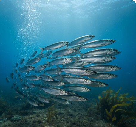 herring deadbait fish with a silver body