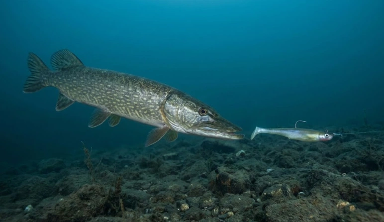 winter pike behavior — pike following lure before strike