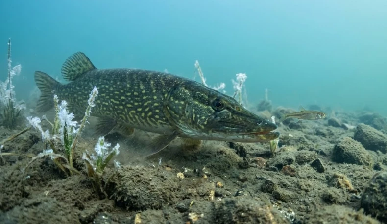 winter pike behavior — cold water pike conserving energy near bottom