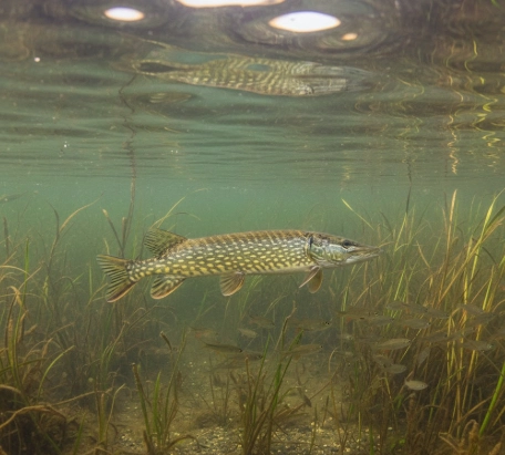 spring pike fishing pre-spawn northern pike cruising in shallow reed bay in warming water