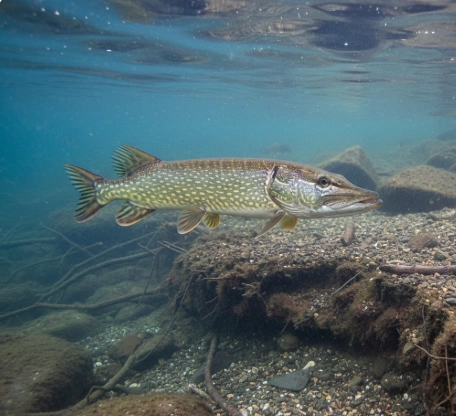 spring pike behavior during the late winter to pre-spawn transition in cold water