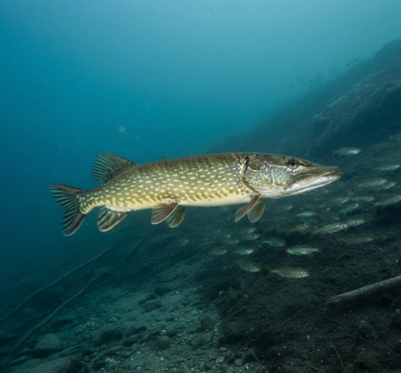 March pike holding just off the breakline in cold 4–6°C water – the depth most anglers never target