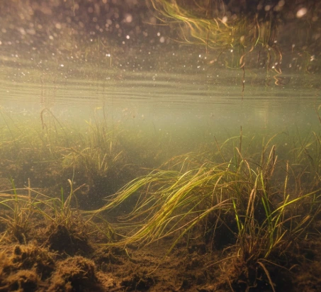 spring pike fishing warm shallow bay with reeds and dark muddy bottom where water heats fastest