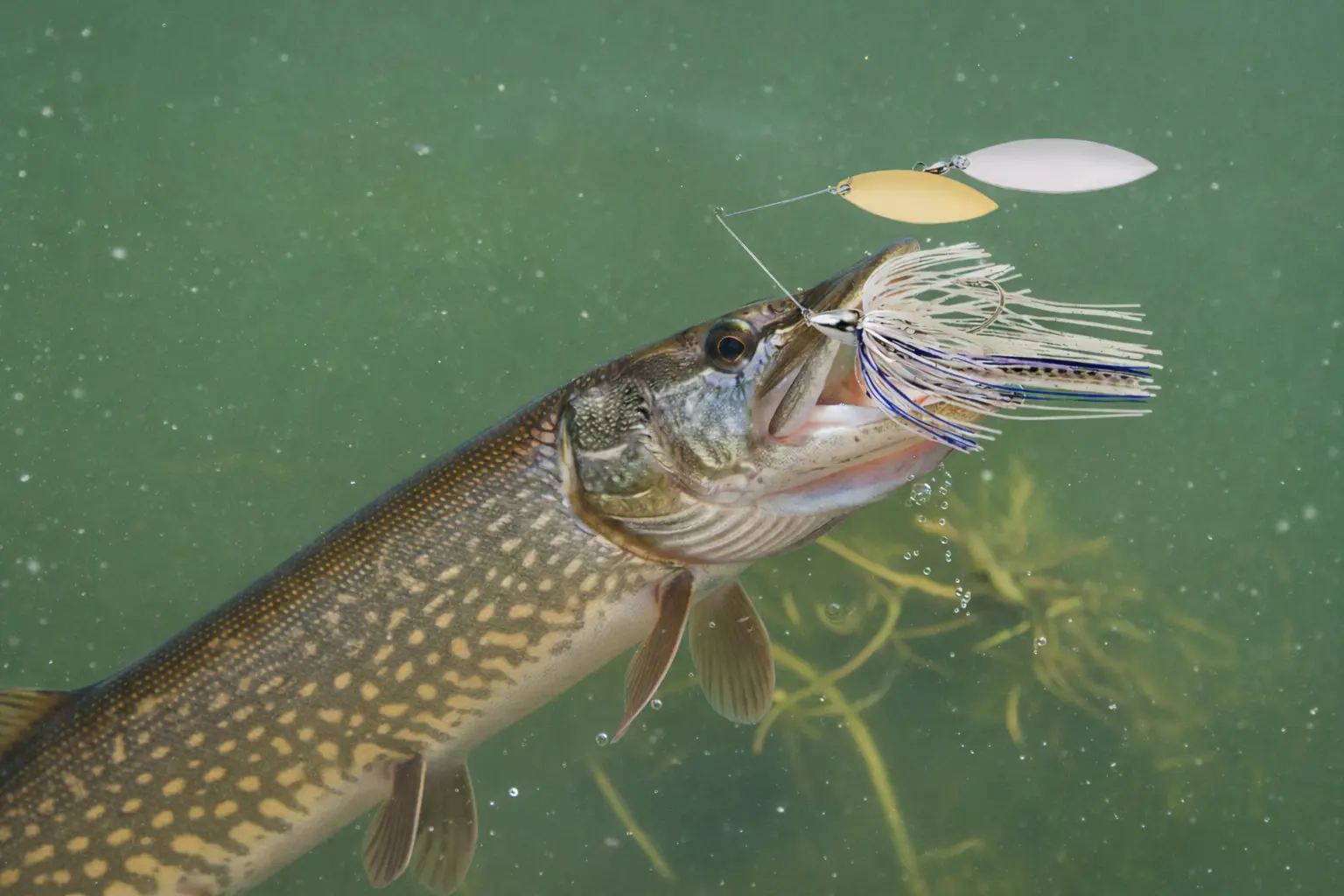 Spring pike caught on spinnerbait in clear water fishing conditions