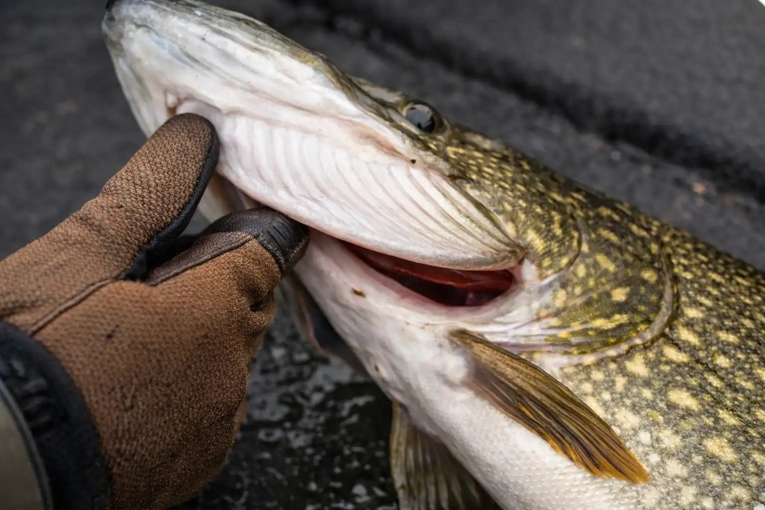 how to hold a pike correctly gill plate grip northern pike safe handling with fishing glove