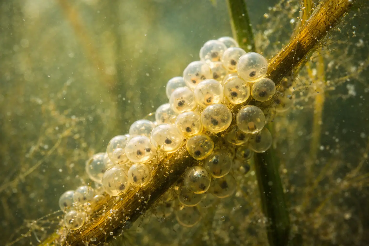 Pike eggs attached to submerged spring vegetation after spawning