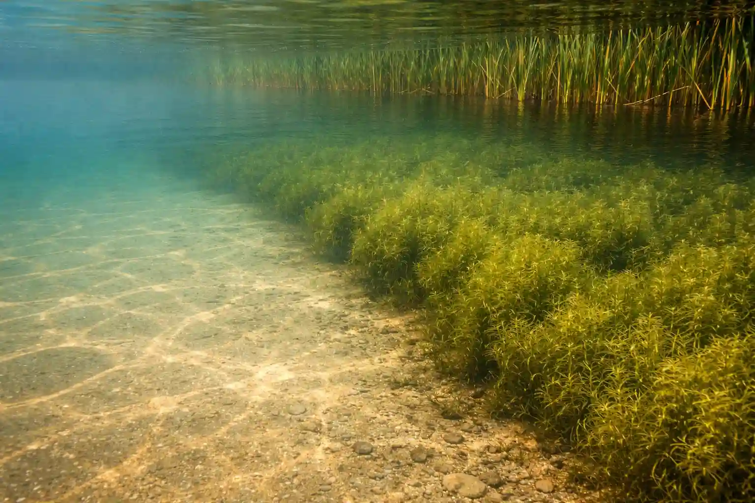 spring pike fishing strike zone along reed edge and underwater weed line in shallow water