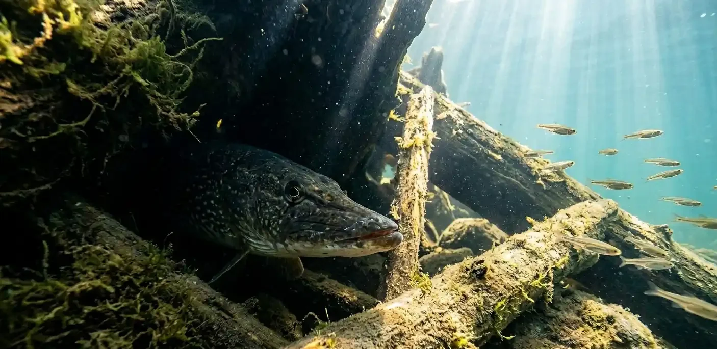 summer pike holding deep in shaded structure during midday feeding slowdown