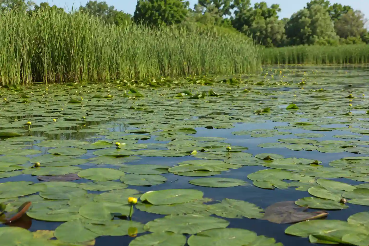 Summer lily pad field with open water pockets — classic pike ambush location for frog fishing
