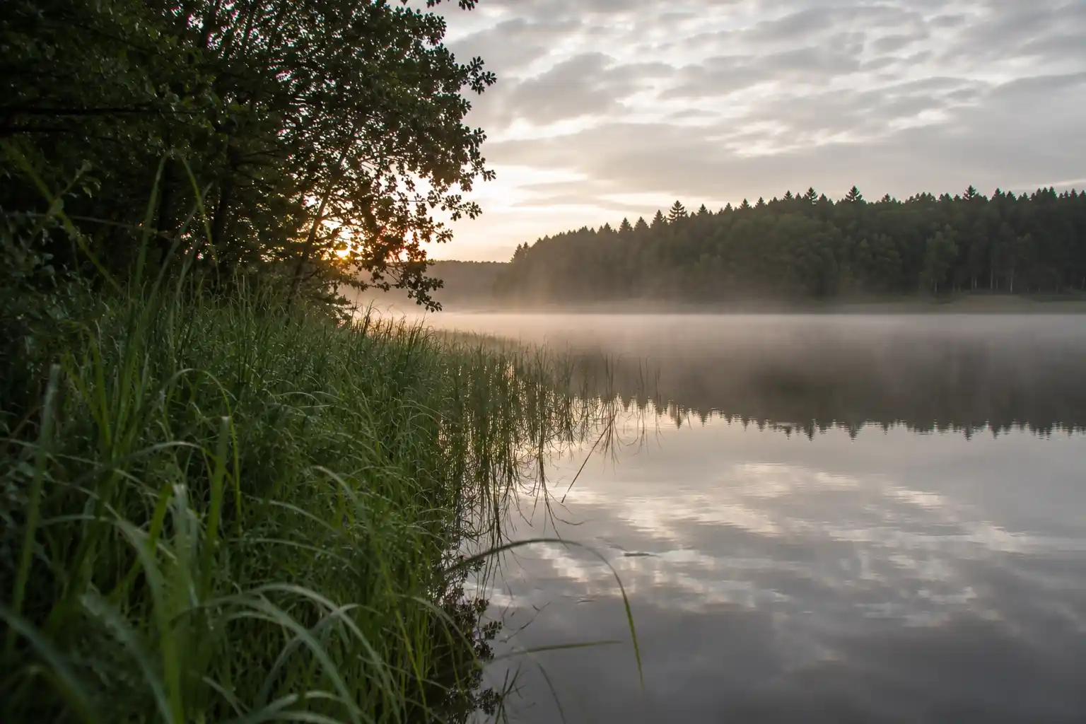 Summer lake bank at first light with reed edge and morning mist — reading the water before the first cast for pike