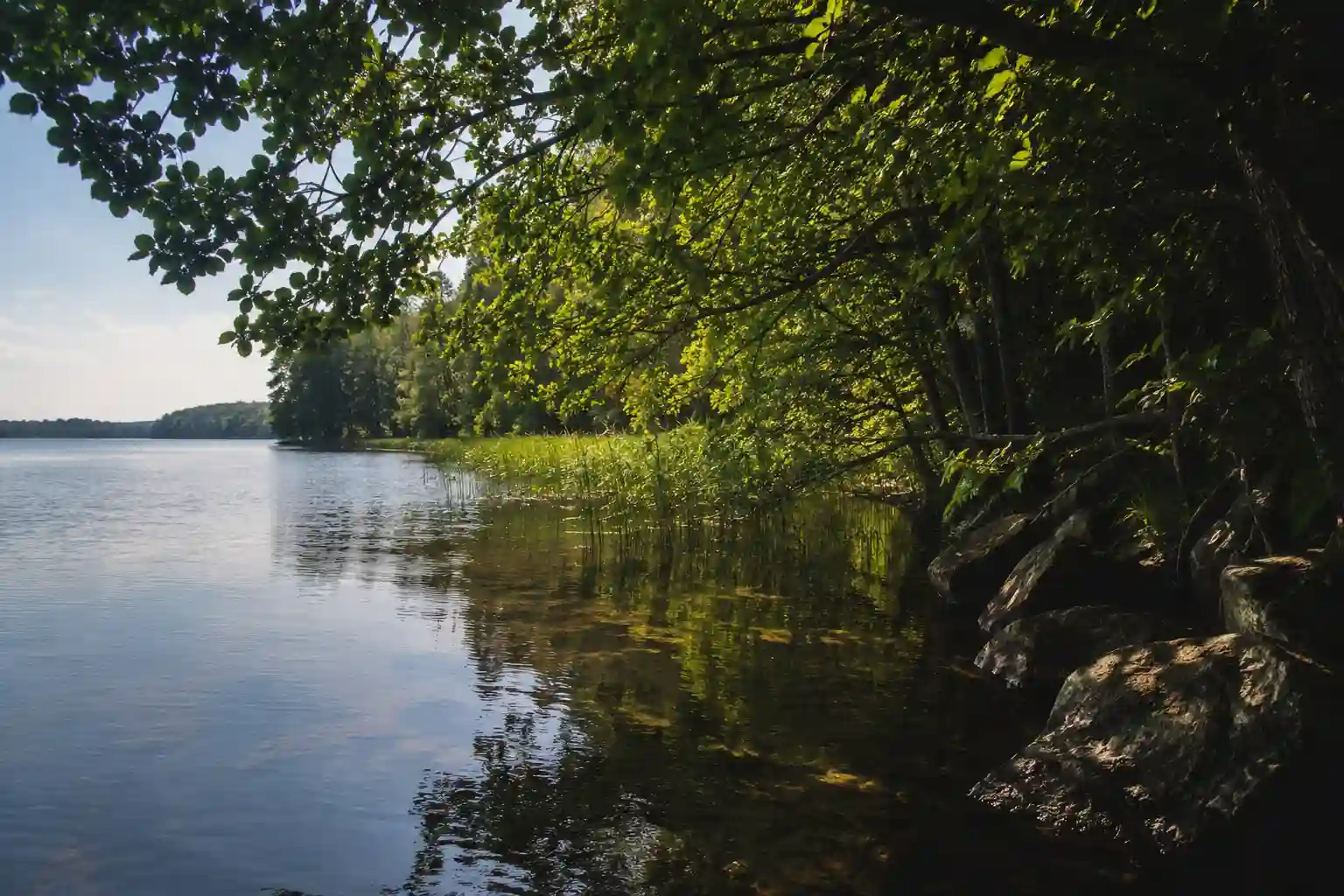 Shaded summer lake bank with overhanging trees, reed edge and rocky point — key bank positions for summer pike fishing from shore