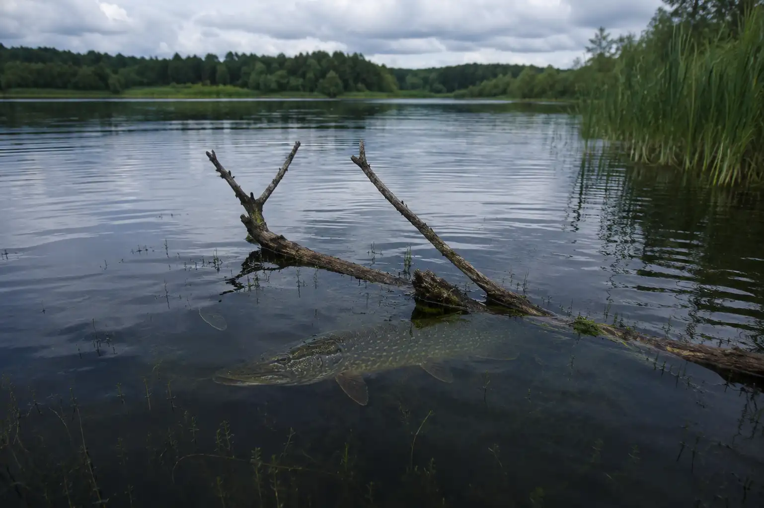 pike just below the surface near structure in summer, showing why pike are not biting in summer and holding outside the strike zone