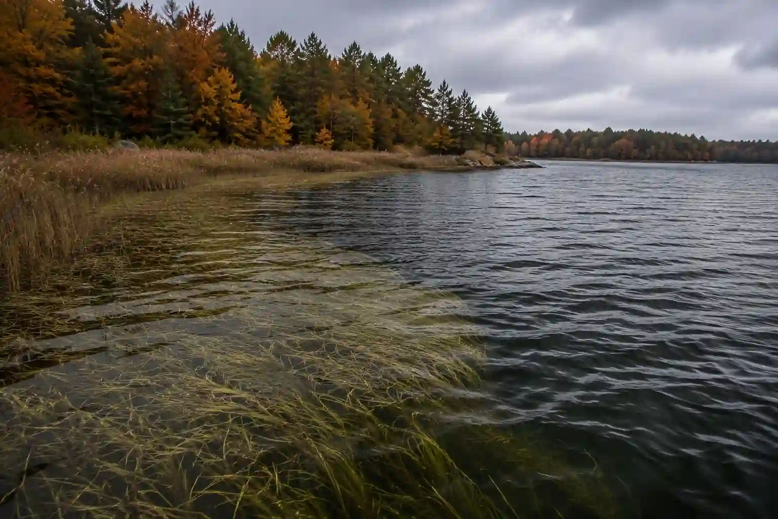 Remaining green weeds beside deeper fall structure where baitfish gather and northern pike position throughout the autumn transition