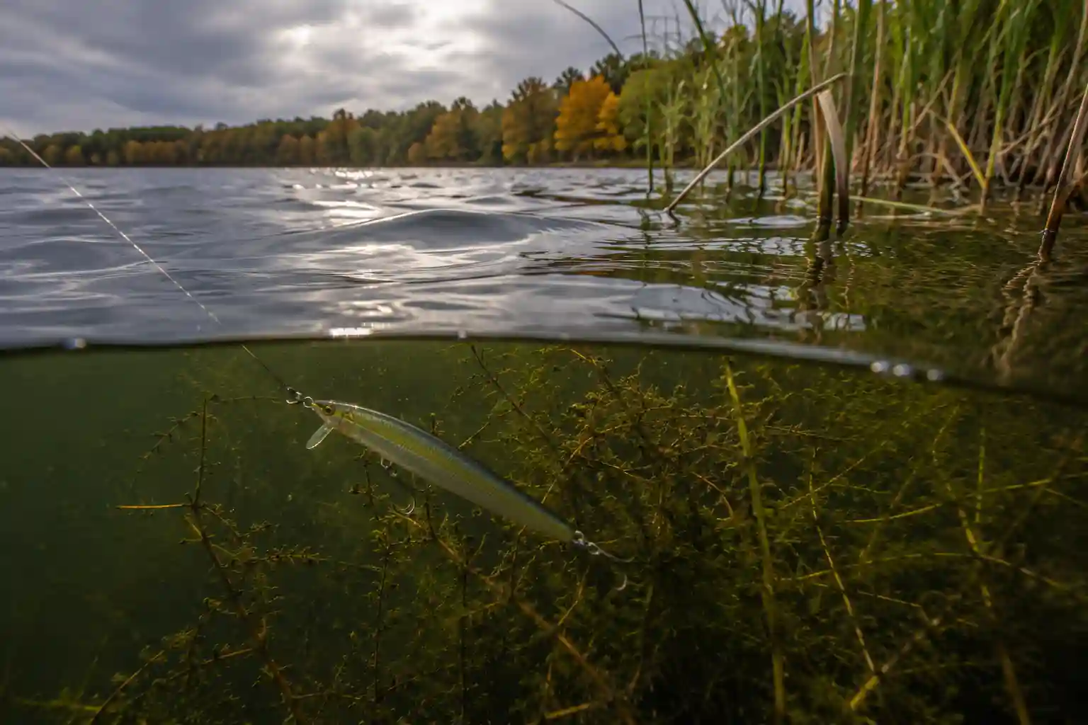 Jerkbait suspended beside submerged vegetation during a fall retrieve, demonstrating how pauses and precise presentations trigger northern pike in autumn