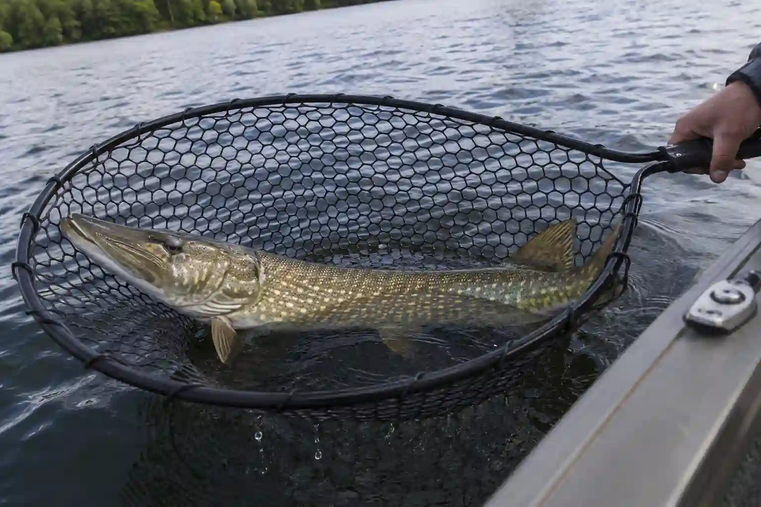 Angler lifting a northern pike from a landing net on a lake, illustrating how easily pike can be mistaken for a muskie at first glance