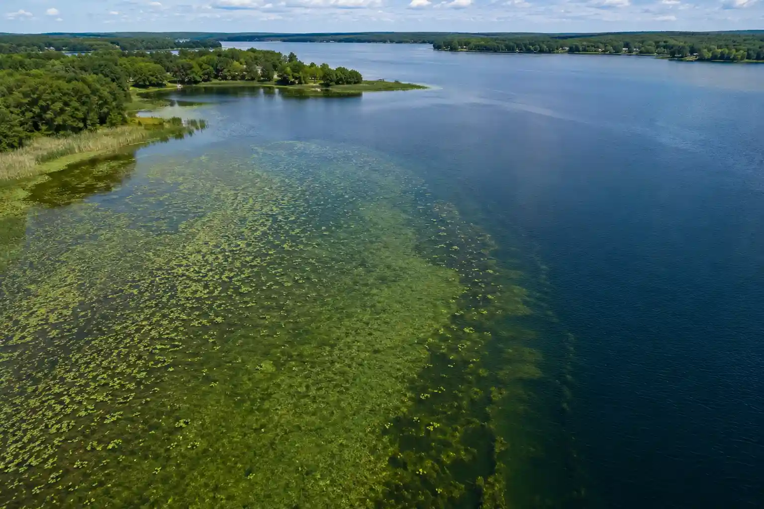 Freshwater lake showing a shallow bay and weed edge habitat