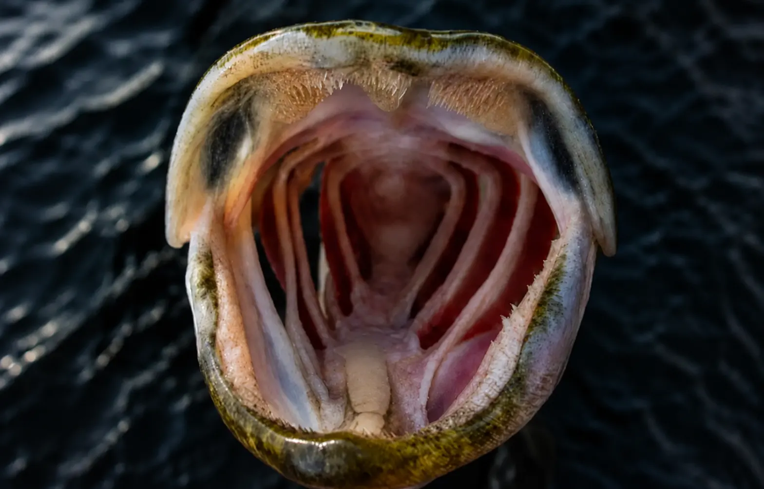 Close-up of a northern pike's open mouth showing rows of sharp, backward-pointing teeth