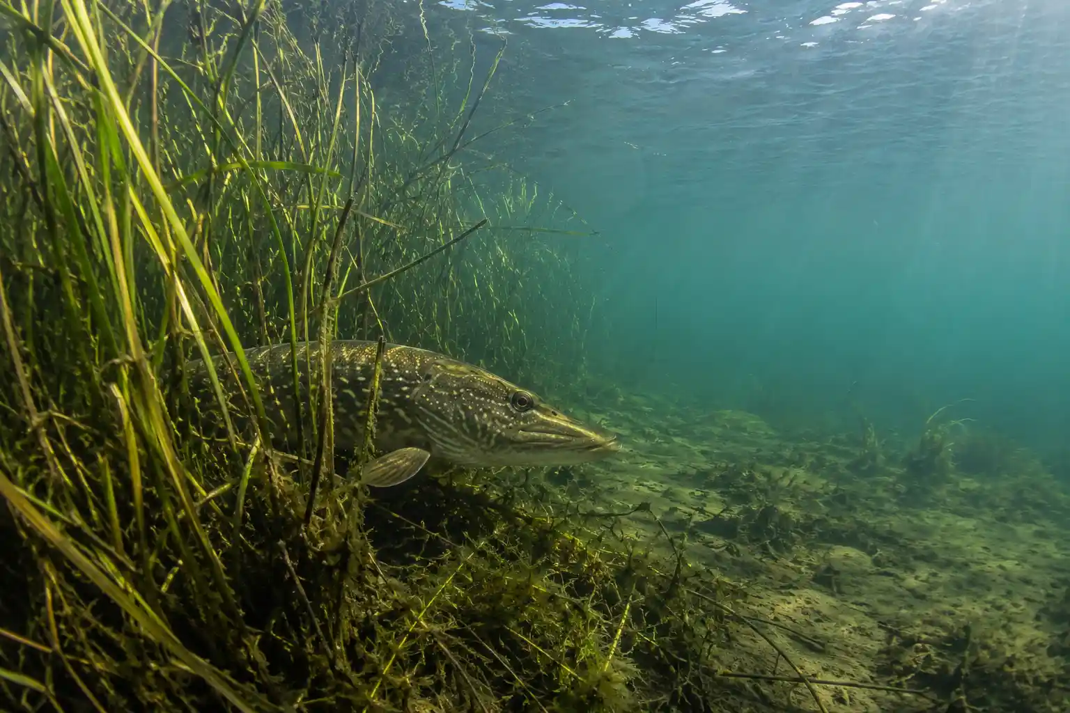Northern pike waiting in ambush along a weed edge during pike fishing
