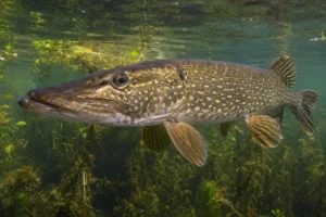 Northern pike underwater, showing pike lifespan and growth rate in its natural habitat