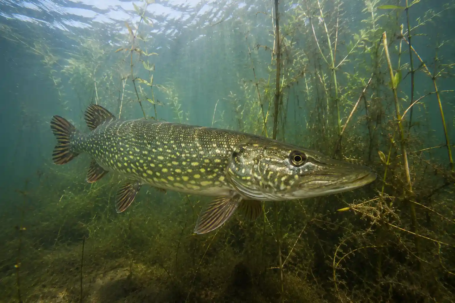 Northern pike swimming among aquatic vegetation in its natural freshwater habitat