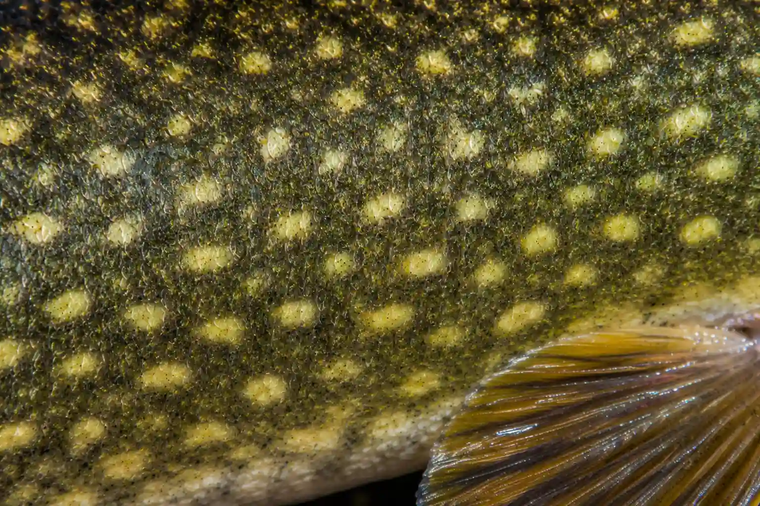 Close-up of a northern pike's skin and scale pattern, showing the light spots and texture unique to the species