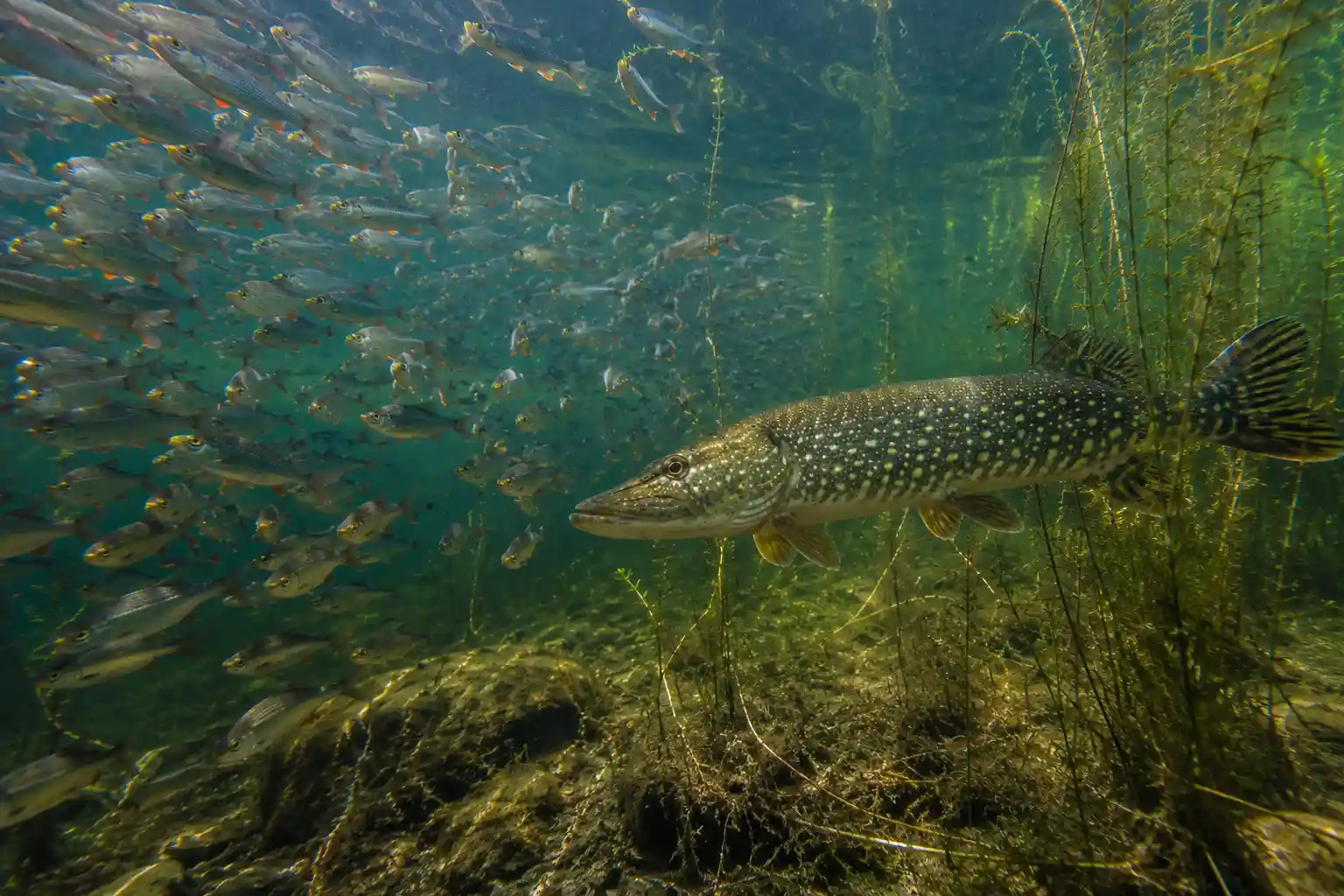 Northern pike near a school of baitfish, showing the abundant forage that drives faster growth