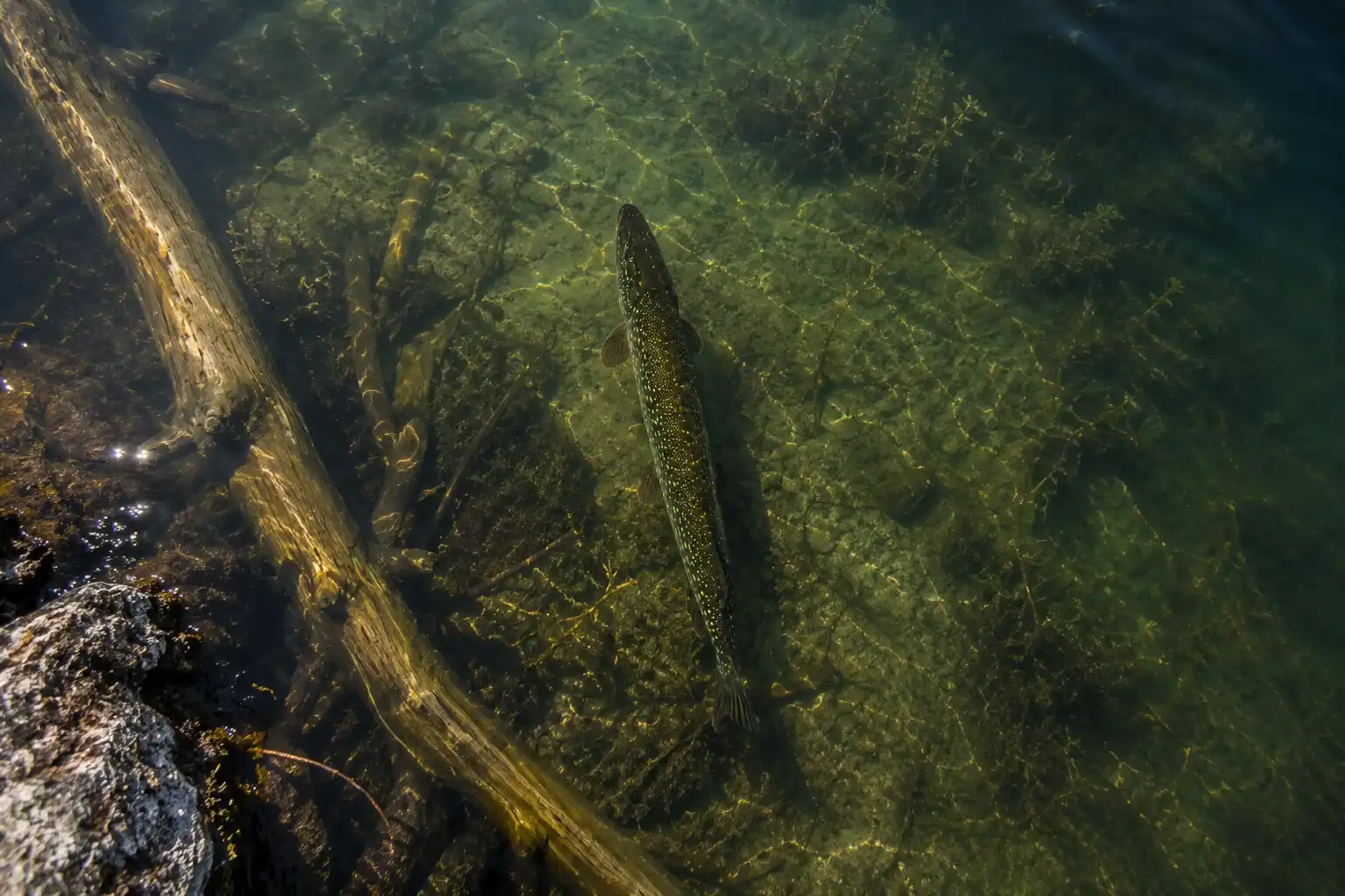 Northern pike holding near submerged timber along a rocky shoreline