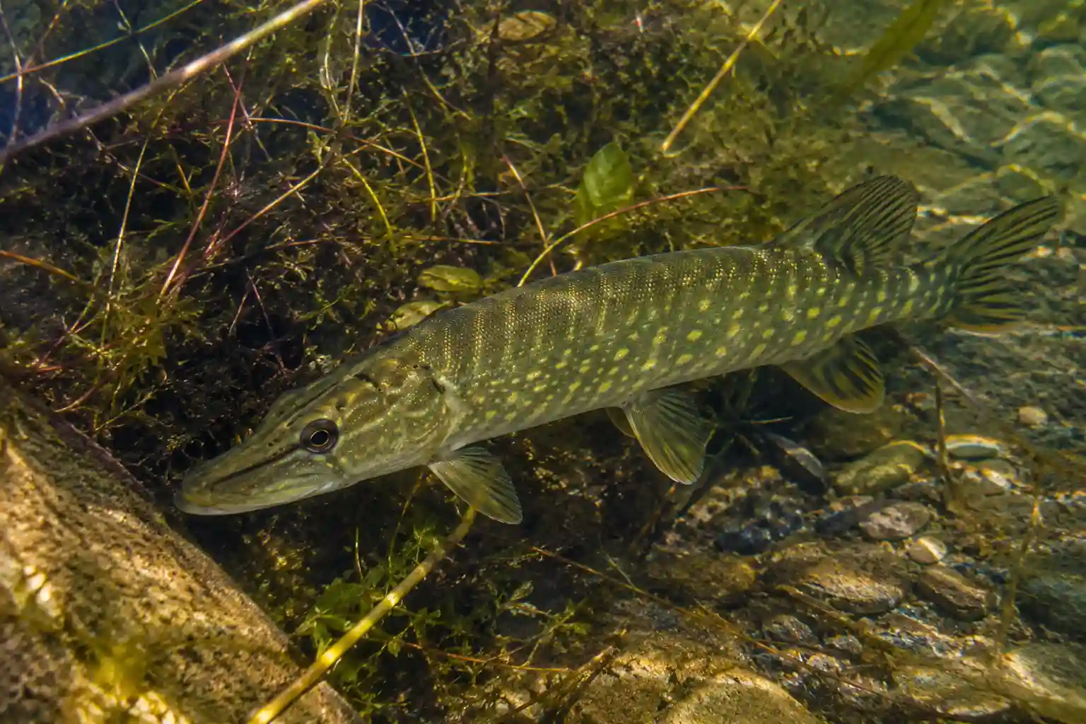 Young northern pike holding in shallow, weed-filled water, showing early growth stage habitat