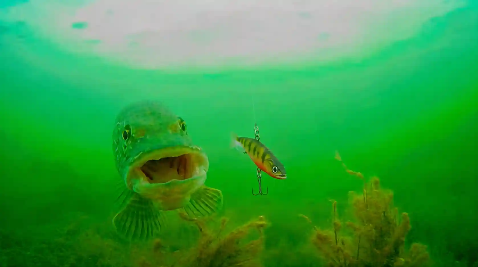 Underwater fishing camera view of a pike approaching a jigging lure