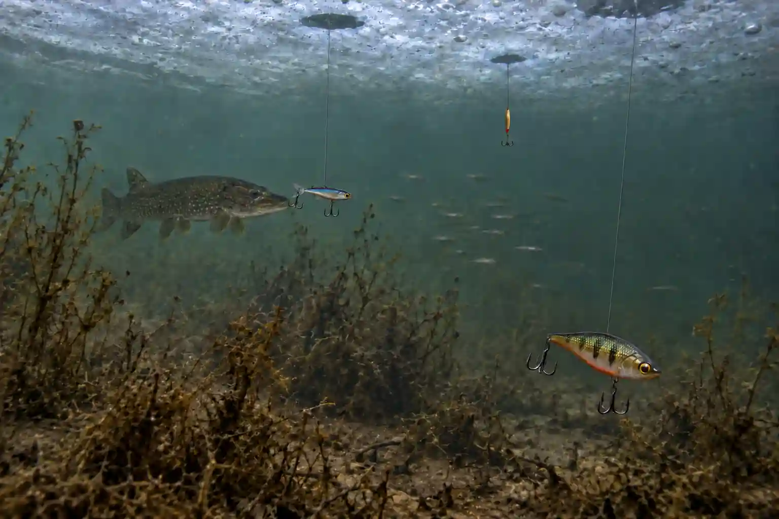 Ice fishing lures positioned at different depths for northern pike beneath the ice