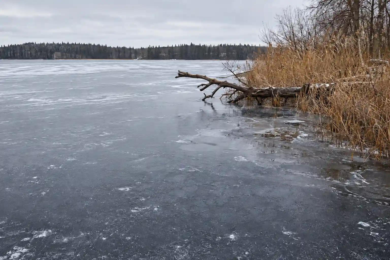 Weak ice near reeds and submerged timber where pike anglers must check conditions carefully