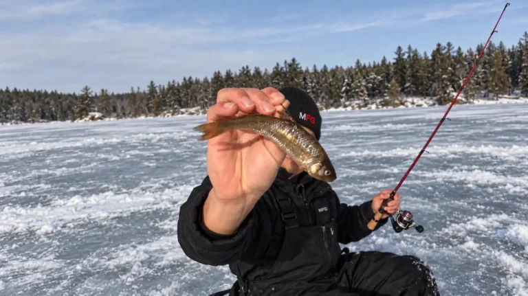 MFG angler holding a baitfish hooked behind the dorsal fin — live bait for ice fishing pike