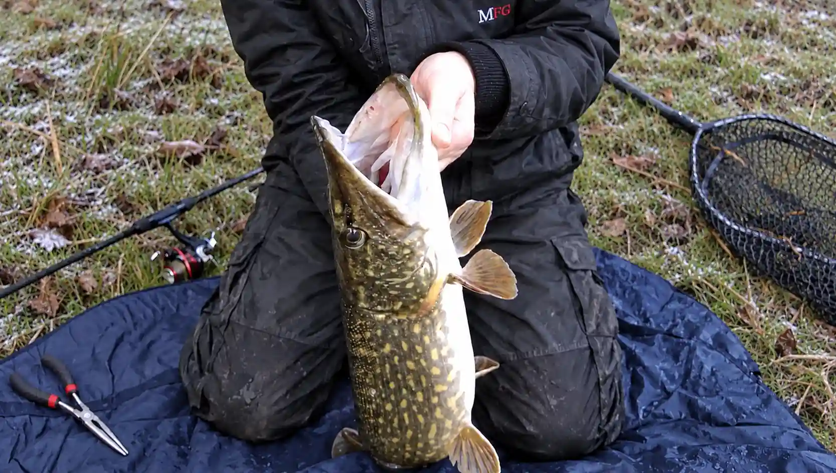 MFG angler holding a northern pike on an unhooking mat, with its mouth open to reveal its jaw and teeth