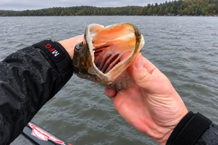 MFG angler holding a northern pike with its mouth open, showing its teeth and the roof of its mouth