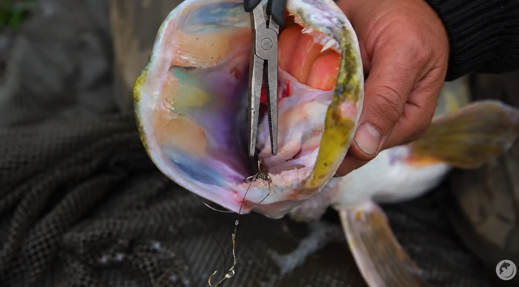 MFG angler removing a hook with long-nose pliers, showing northern pike teeth