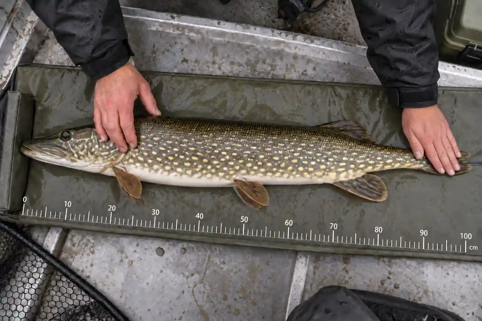 Measuring a northern pike on a wet mat with its tail held together.